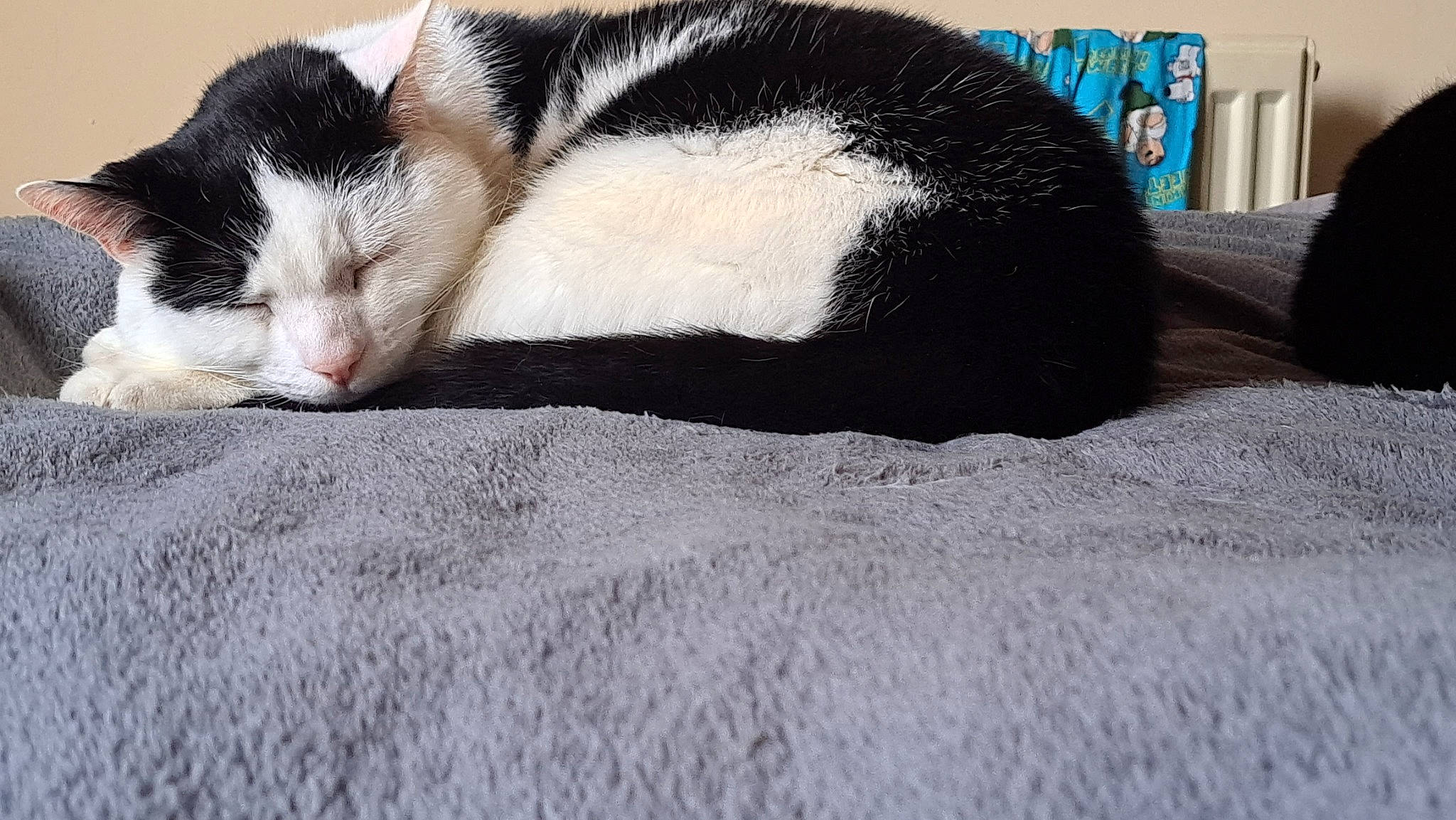 Puddles is registered to the contest to win money with this photo: carmine, carnivore, cat, claw, comfort, domestic_short_haired_cat, felidae, fur, grey, linens, nap, paw, small_to_medium_sized_cats, snout, tail, terrestrial_animal, textile, whiskers