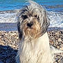 dog, beach, pebbles, ocean, waves, fur, long_hair, windy, outdoor, pet, animal, sitting, nature, water, coast, summer, sea, canine, portrait, furry