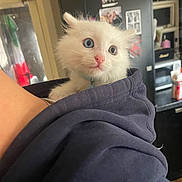 Stella is registered to the contest to win money with this photo: kitten, white_cat, blue_eyes, hoodie, indoor, curious, pet, animal, furry, small, cute, cozy, kitchen, appliance, sleeve, closeup, portrait, domestic, young, fluffy
