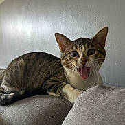 Yena a rejoint le concours — aidez-le/la à gagner de superbes lots ! cat, tabby, pet, animal, feline, sitting, couch, indoor, portrait, close_up, wide_eyes, open_mouth, tongue, whiskers, ears, striped_fur, brown_fur, white_chest, funny_expression, home