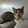 cat, tabby, pet, animal, feline, sitting, couch, indoor, portrait, close_up, wide_eyes, open_mouth, tongue, whiskers, ears, striped_fur, brown_fur, white_chest, funny_expression, home