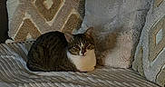 Yena participe au concours pour gagner de l'argent avec cette photo : cat, tabby_cat, white_chest, pet, animal, sitting, couch, sofa, pillows, blanket, bedroom, indoor, home, cozy, patterned_pillow, gray_blanket, brown_fur, whiskers, portrait, relaxed