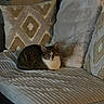 cat, tabby_cat, white_chest, pet, animal, sitting, couch, sofa, pillows, blanket, bedroom, indoor, home, cozy, patterned_pillow, gray_blanket, brown_fur, whiskers, portrait, relaxed