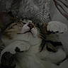 Yena participe au concours pour gagner de l'argent avec cette photo : cat, sleeping, relaxed, upside_down, pet, feline, whiskers, paws, fur, tabby, white_fur, brown_fur, close_up, indoor, blanket, bed, cozy, cute, resting, portrait