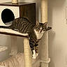 Yena participe au concours pour gagner de l'argent avec cette photo : cat, tabby_cat, pet, animal, feline, striped_fur, white_chest, green_eyes, hanging_paws, cat_tree, scratching_post, climbing_structure, platform, pet_furniture, indoor, home, cozy, portrait, alert, relaxed