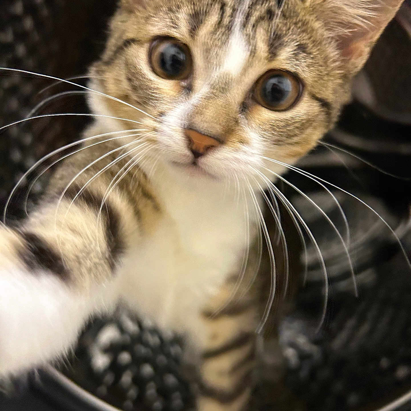 Yena participe au concours pour gagner de l'argent avec cette photo : cat, kitten, tabby, animal, pet, feline, whiskers, wide_eyes, ears, paw, fur, striped_fur, white_chest, portrait, close_up, indoor, bowl, black_background, curious, cute