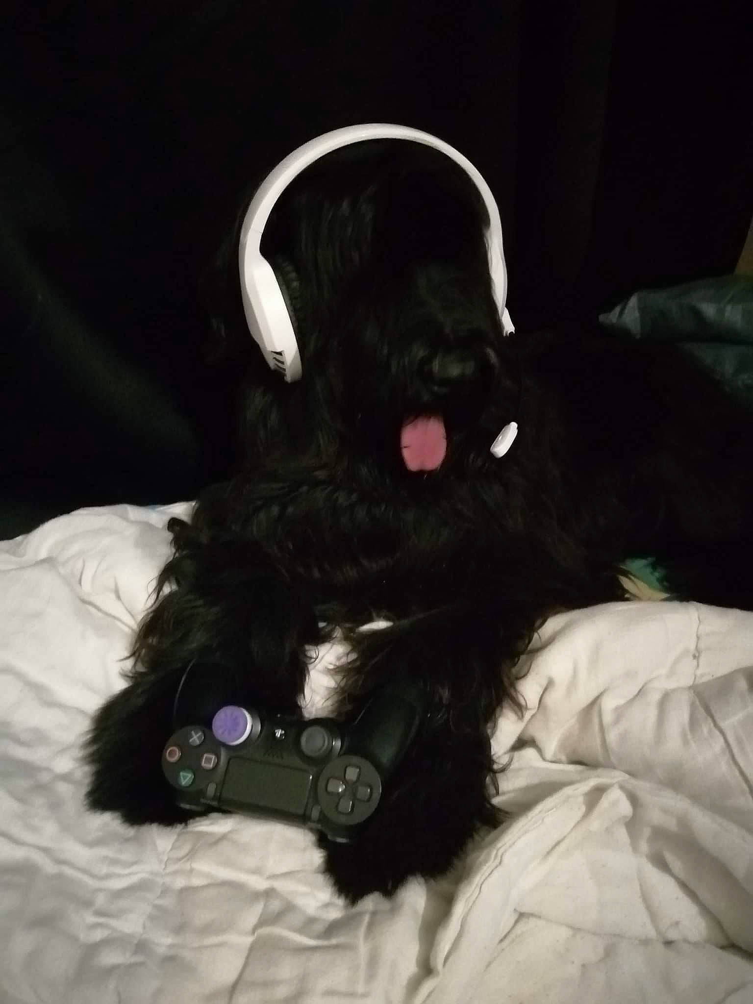 Tilou participe au concours pour gagner de l'argent avec cette photo : black_cat, canidae, carnivore, comfort, companion_dog, dog, dog_breed, dog_collar, dog_supply, felidae, fur, small_to_medium_sized_cats, snout, sporting_group, stuffed_toy, tail, toy, toy_dog, whiskers, working_animal