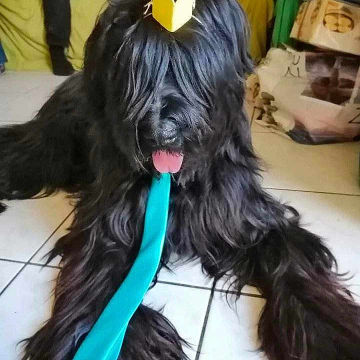 Tilou