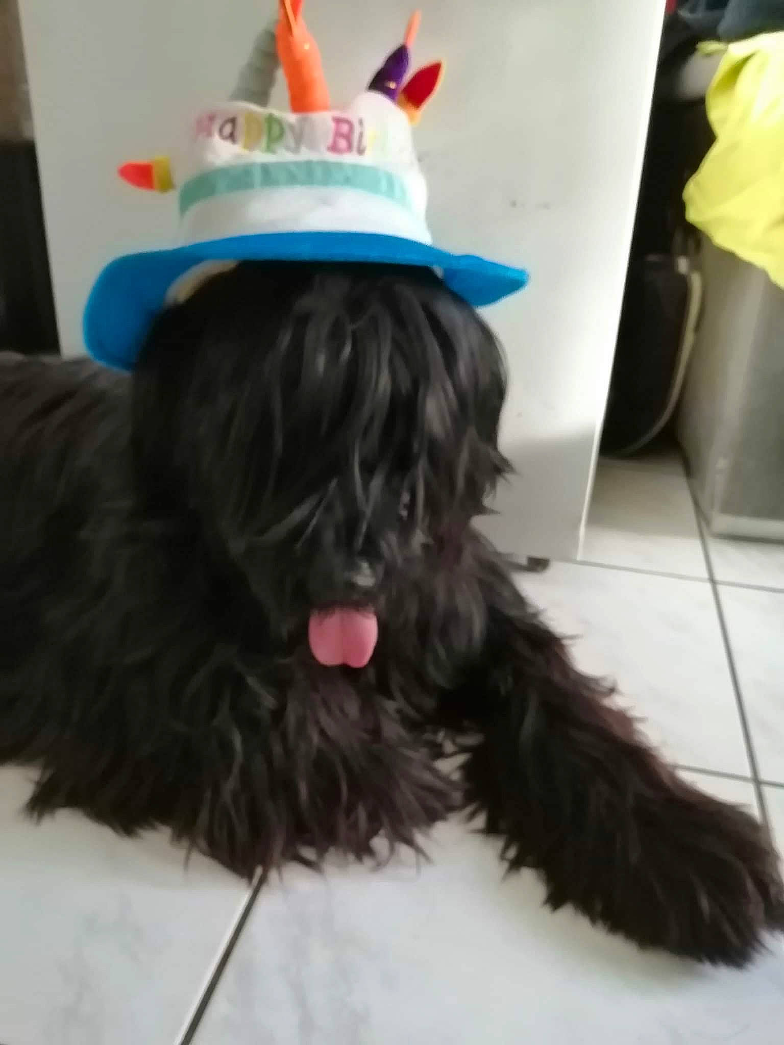 Tilou a rejoint le concours — aidez-le/la à gagner de superbes lots ! bow_tie, canidae, carnivore, collar, companion_dog, costume_hat, dog, dog_breed, dog_supply, fashion_accessory, fur, hat, liver, party_hat, shih_tzu, small_terrier, sporting_group, terrier, toy_dog, working_animal