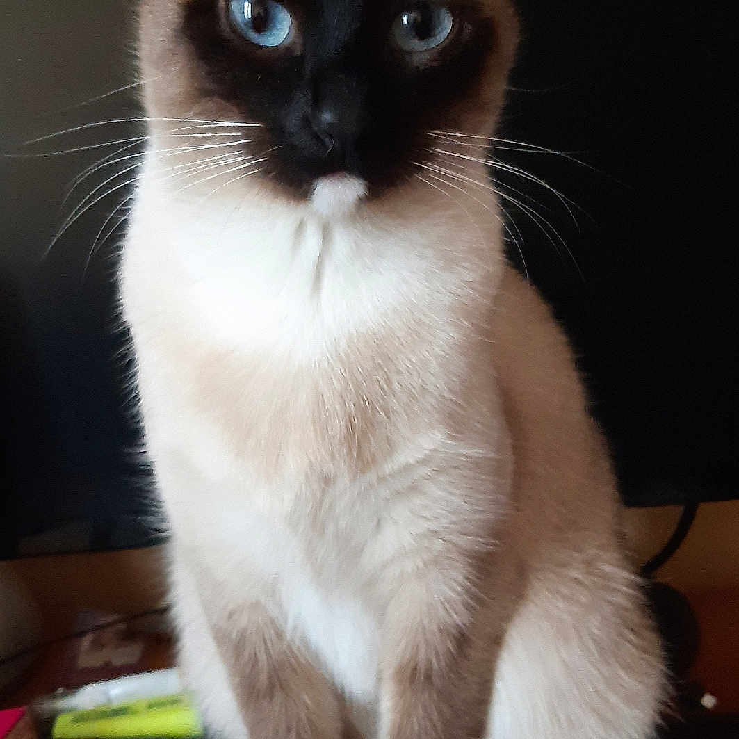 Praline a rejoint le concours — aidez-le/la à gagner de superbes lots ! animal, blue_eyes, calm, cat, closeup, curious, desk, domestic_animal, feline, focused, fur, indoor, papers, pet, portrait, siamese_cat, sitting, stationery, tail, whiskers