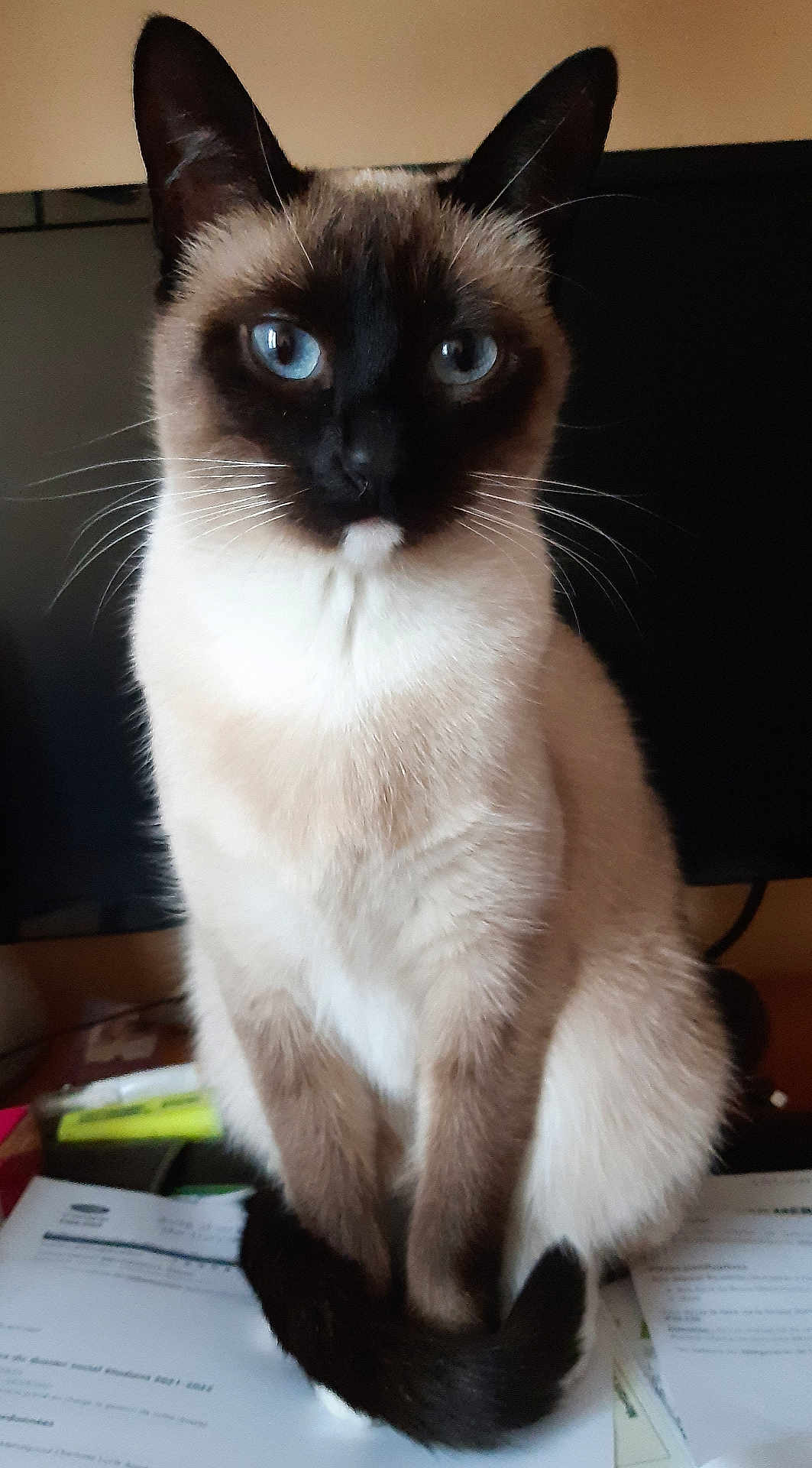 Praline a rejoint le concours — aidez-le/la à gagner de superbes lots ! cat, siamese_cat, blue_eyes, whiskers, sitting, fur, tail, desk, papers, stationery, indoor, pet, animal, closeup, portrait, feline, domestic_animal, curious, calm, focused