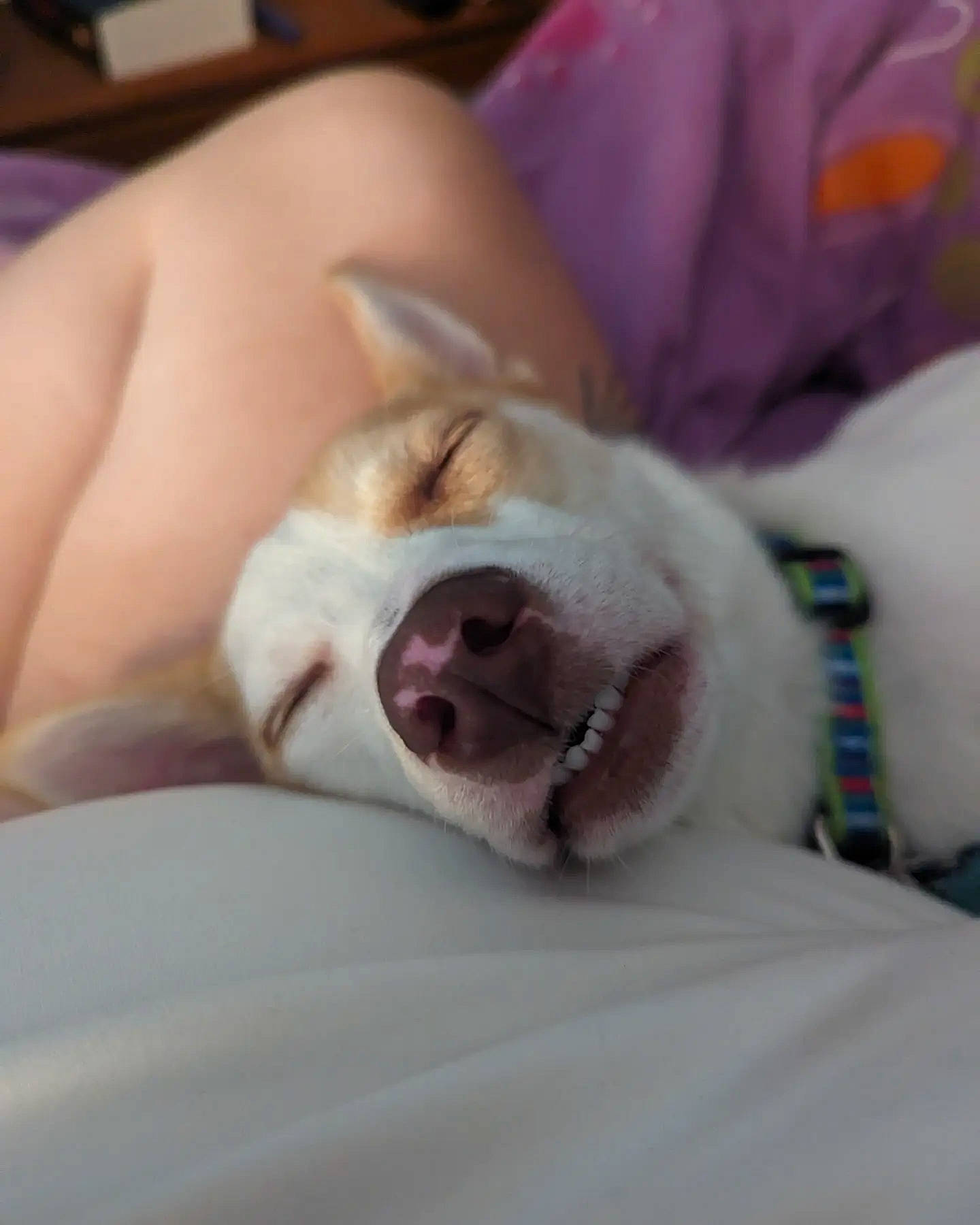 Pixie is registered to the contest to win money with this photo: canidae, carnivore, comfort, companion_dog, dog, dog_breed, ear, fang, fawn, felidae, foot, fur, jaw, paw, small_to_medium_sized_cats, snout, sporting_group, terrestrial_animal, whiskers, yawn