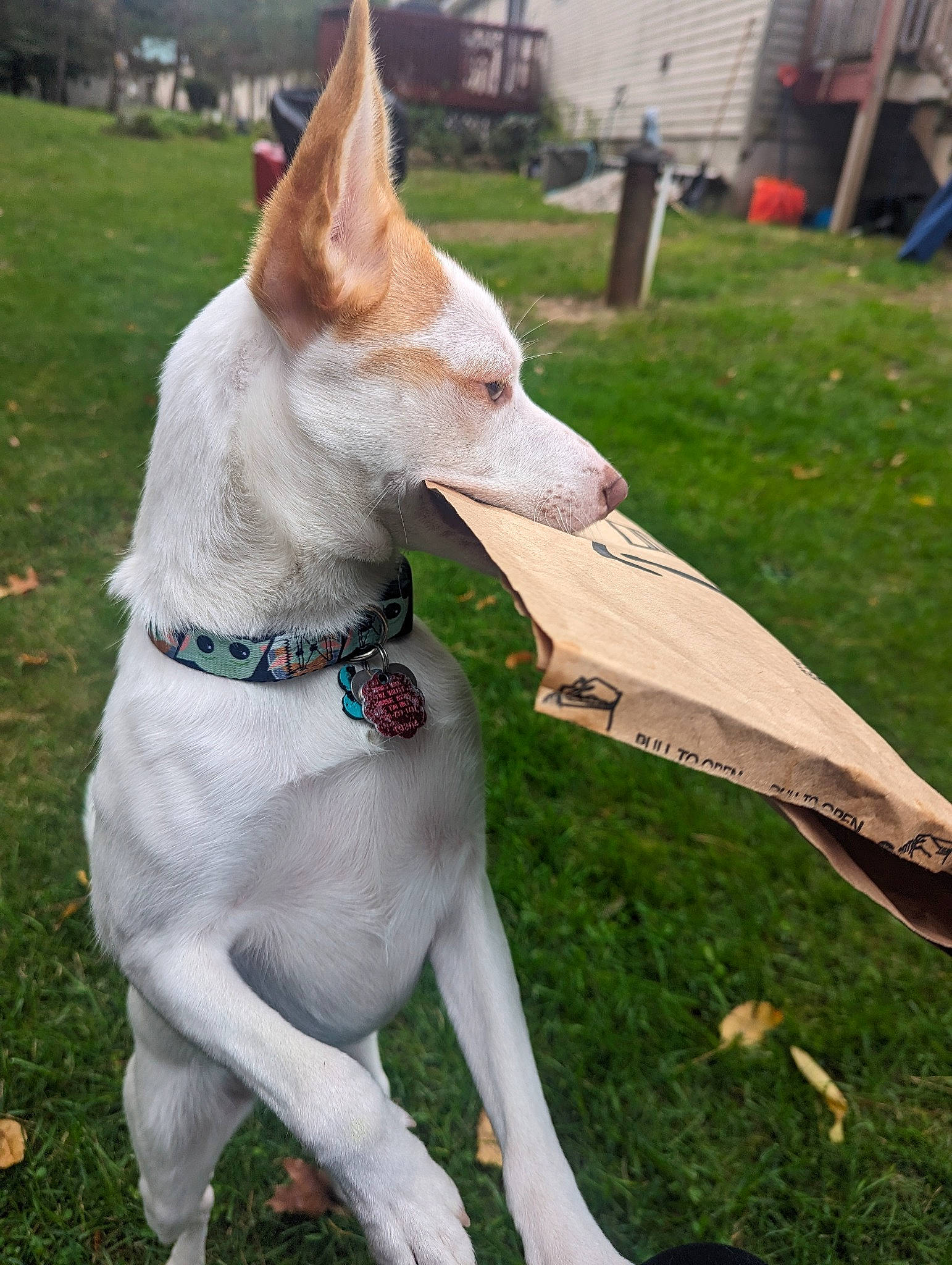 Pixie is registered to the contest to win money with this photo: canidae, carnivore, chair, collar, companion_dog, dog, dog_breed, dog_collar, dog_supply, fashion_accessory, fawn, non_sporting_group, plant, rampur_greyhound, sighthound, snout, sporting_group, tail, tree, working_animal