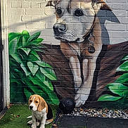 Copper is registered to the contest to win money with this photo: beagle, puppy, dog, mural, painting, brick_wall, greenery, artificial_grass, outdoor, pet, collar, leaves, nature, cute, small_dog, sitting, shadow, garden, stones, black_object