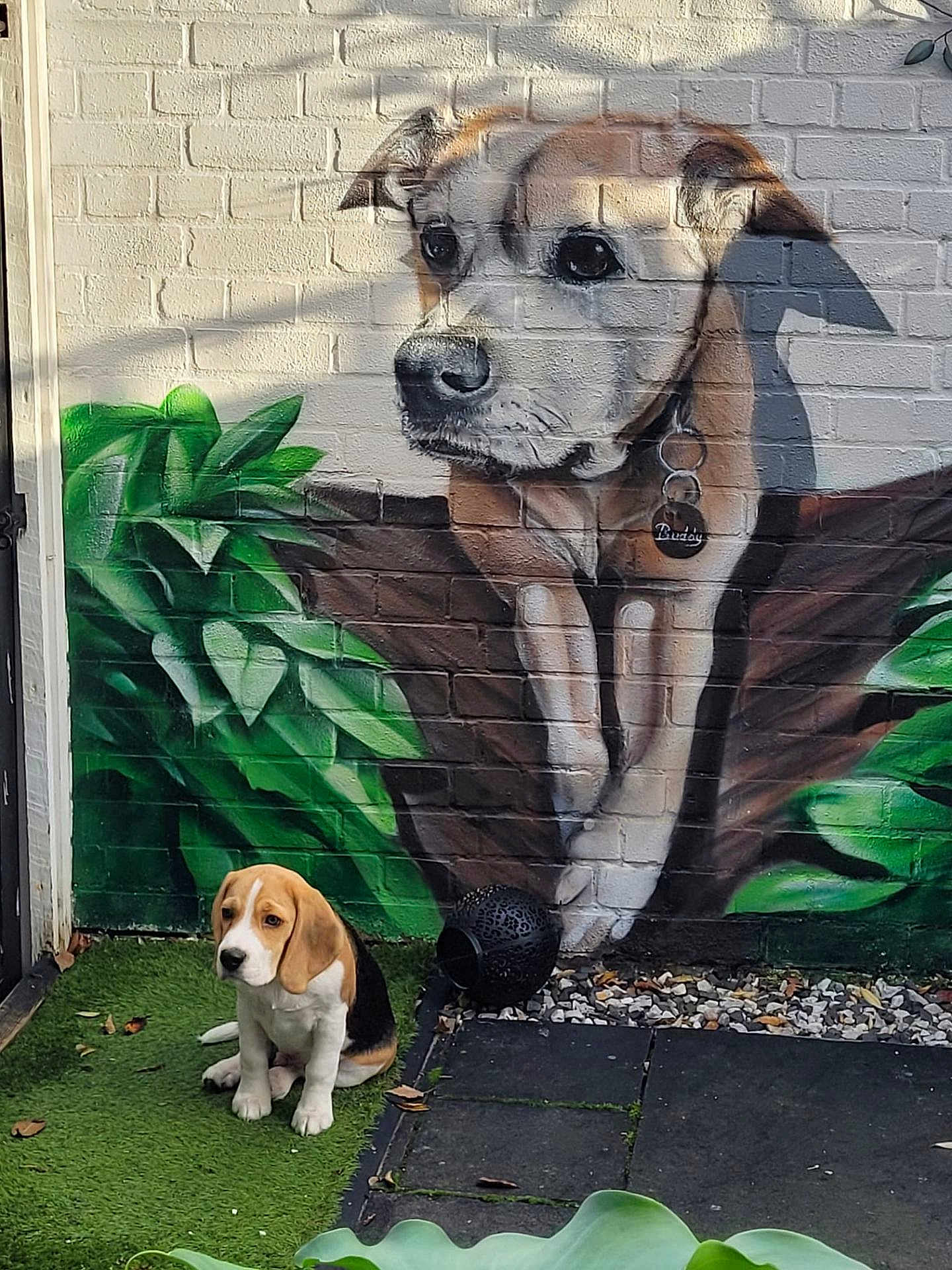 Copper is registered to the contest to win money with this photo: beagle, puppy, dog, mural, painting, brick_wall, greenery, artificial_grass, outdoor, pet, collar, leaves, nature, cute, small_dog, sitting, shadow, garden, stones, black_object