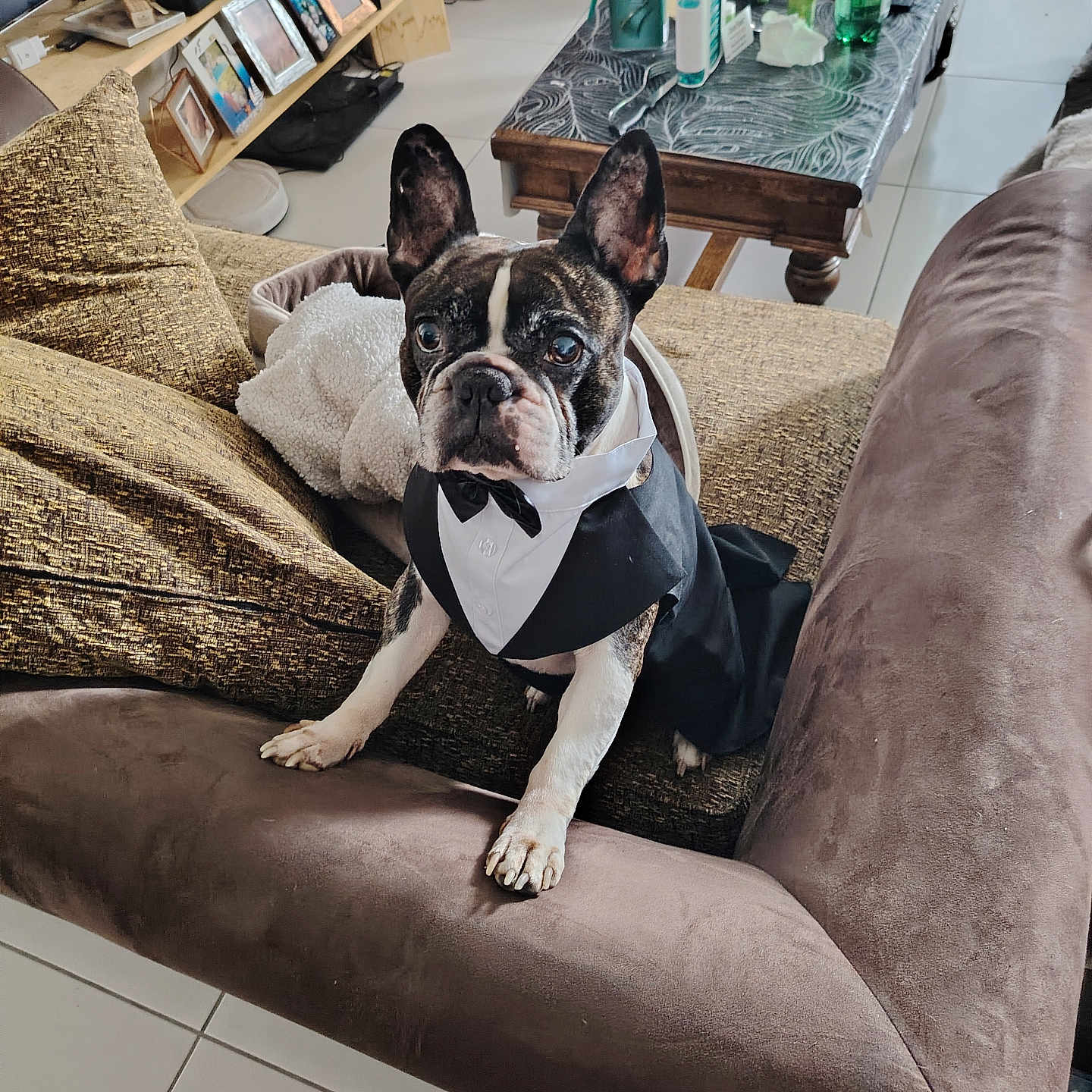 Bounty participe au concours pour gagner de l'argent avec cette photo : animal, blanket, bottle, couch, decor, dog, ears, french_bulldog, furniture, home_interior, indoor, living_room, looking_up, paw, pet_clothing, photograph, plant, table, tile_floor, tuxedo