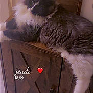 Arras participe au concours pour gagner de l'argent avec cette photo : cat, fluffy, black_and_white, indoor, wooden_cabinet, lounging, curious, furniture, pet, cozy, relaxed, floor, tile_floor, heart_emoji, text_overlay, timestamp, closeup, domestic_animal, cute, resting