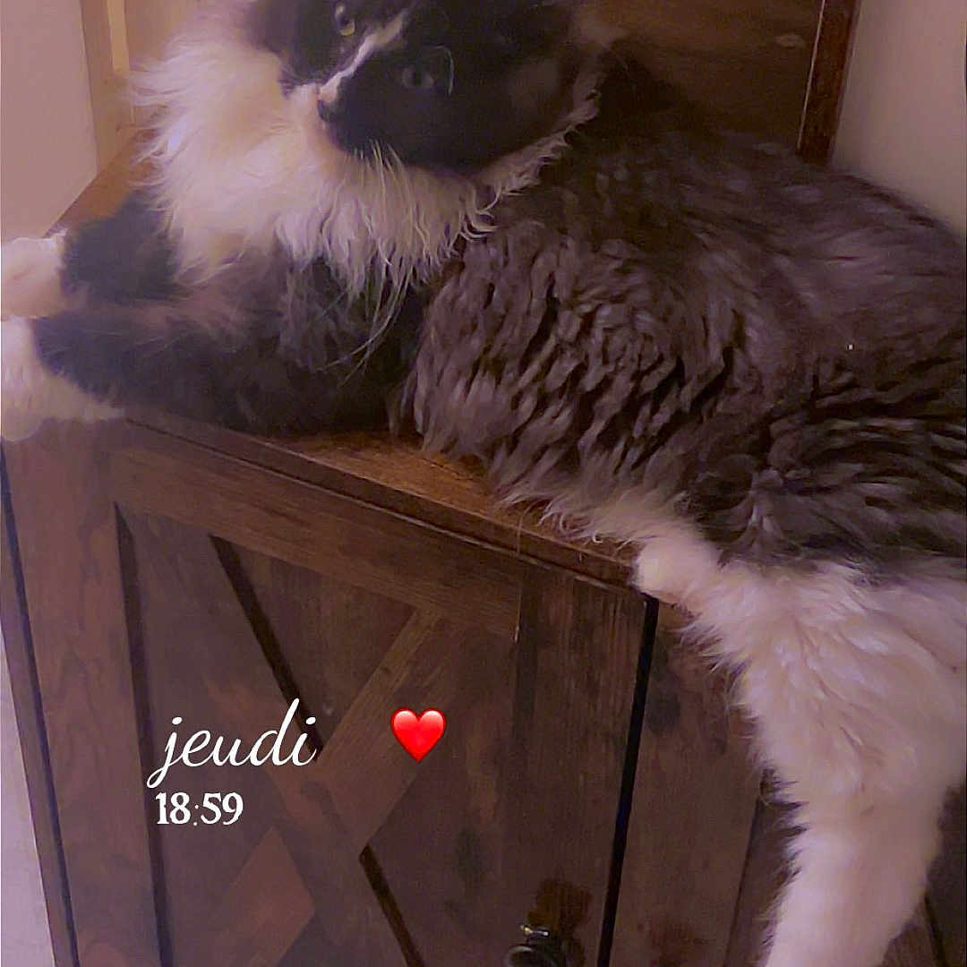 Arras participe au concours pour gagner de l'argent avec cette photo : cat, fluffy, black_and_white, indoor, wooden_cabinet, lounging, curious, furniture, pet, cozy, relaxed, floor, tile_floor, heart_emoji, text_overlay, timestamp, closeup, domestic_animal, cute, resting