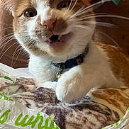 Lion joined the competition — help win amazing prizes! cat, orange_cat, white_cat, close_up, paw, whiskers, collar, pet, feline, indoor, playful, fur, animal, cute, expression, mouth_open, soft_texture, blanket, plastic_bag, domestic