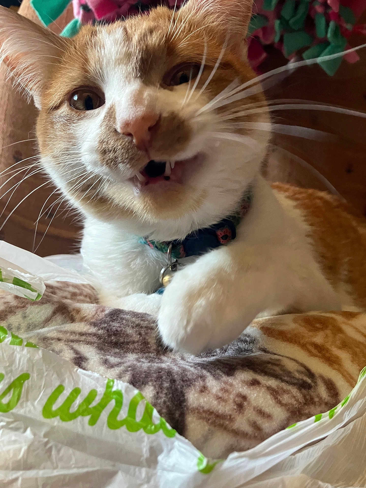 Lion joined the competition — help win amazing prizes! cat, orange_cat, white_cat, close_up, paw, whiskers, collar, pet, feline, indoor, playful, fur, animal, cute, expression, mouth_open, soft_texture, blanket, plastic_bag, domestic