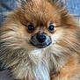 dog, pomeranian, fluffy, pet, close_up, cute, fur, animal, indoors, portrait, mammal, brown_fur, small_dog, adorable, face, whiskers, friendly, companion, domestic_animal, canine