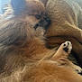 dog, pomeranian, sleeping, paw, fur, cozy, blanket, indoor, pet, closeup, cute, relaxing, nap, animal, furry, small_dog, resting, warm, fluffy, peaceful