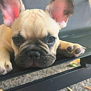 Boris participe au concours pour gagner de l'argent avec cette photo : dog, puppy, french_bulldog, close_up, outdoor, pet, animal, cute, ears, face, lying_down, black_mesh_chair, gravel, leaves, brick_wall, expression, looking, resting, small, adorable