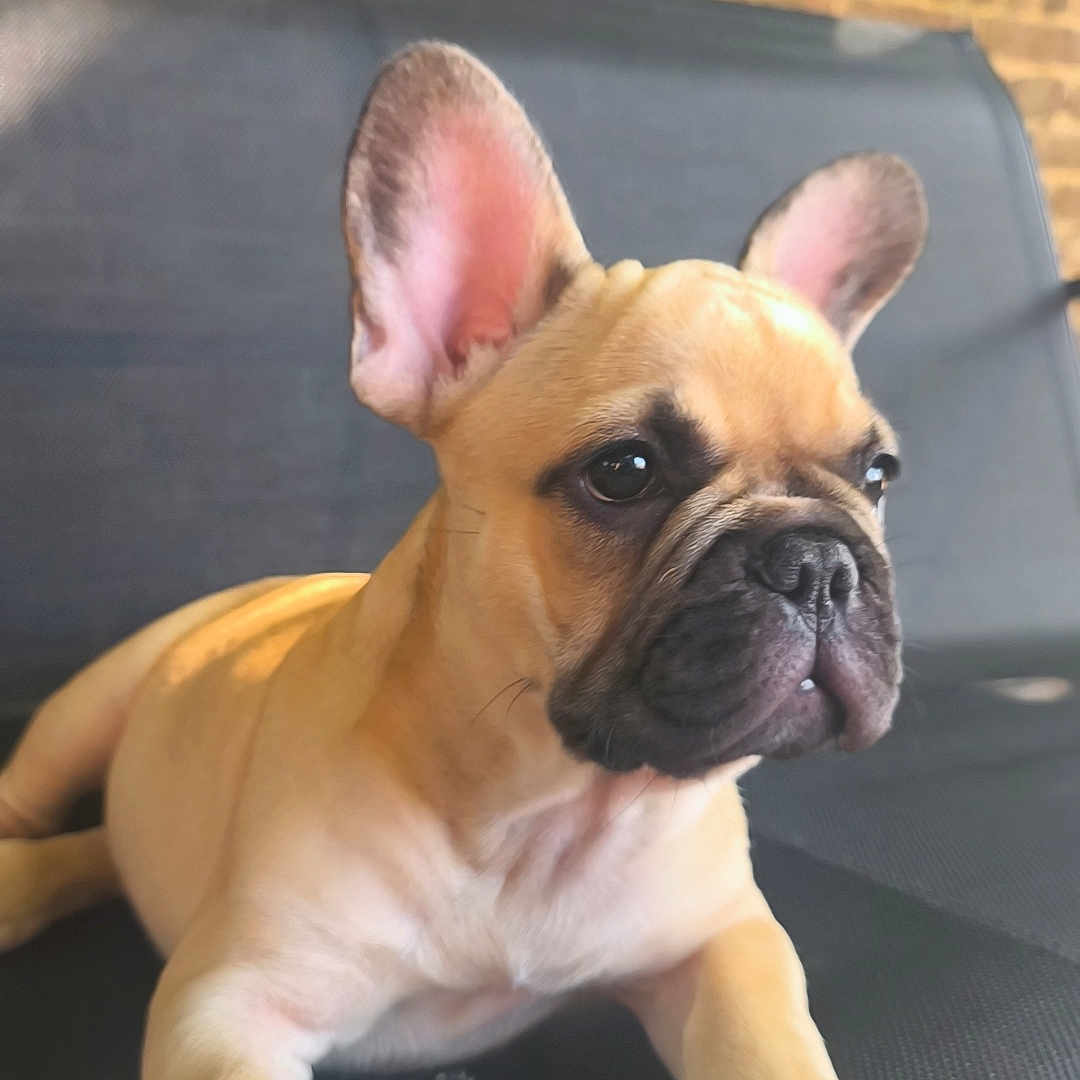 Boris a rejoint le concours — aidez-le/la à gagner de superbes lots ! dog, puppy, french_bulldog, outdoor, chair, pet, animal, ears, cute, young, canine, resting, portrait, garden, background, furniture, black_surface, brown, light, sunlight