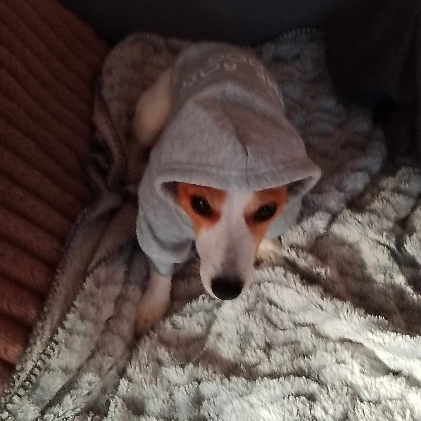 Rouxy participe au concours pour gagner de l'argent avec cette photo : animal, blanket, casual, comfort, cozy, cute, dog, fabric, face, fur, home, hoodie, indoor, looking_up, pet, relaxed, resting, small_dog, soft, warm