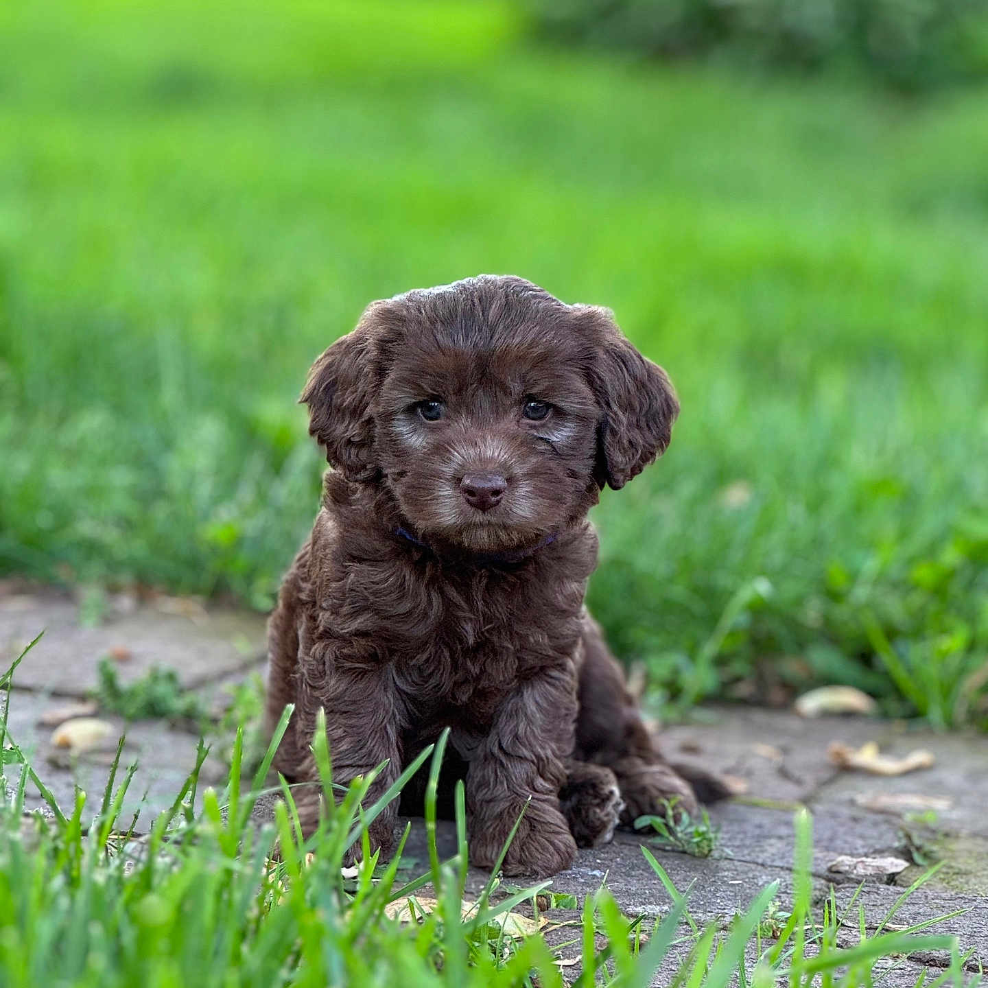Otter is registered to the contest to win money with this photo: animal, canine, cockerspaniel, dog, field, grass, grassland, green, labradorretriever, lawn, nature, outdoors, pet, plant, poodle, puppy, rock, soil, terrier, whitedog