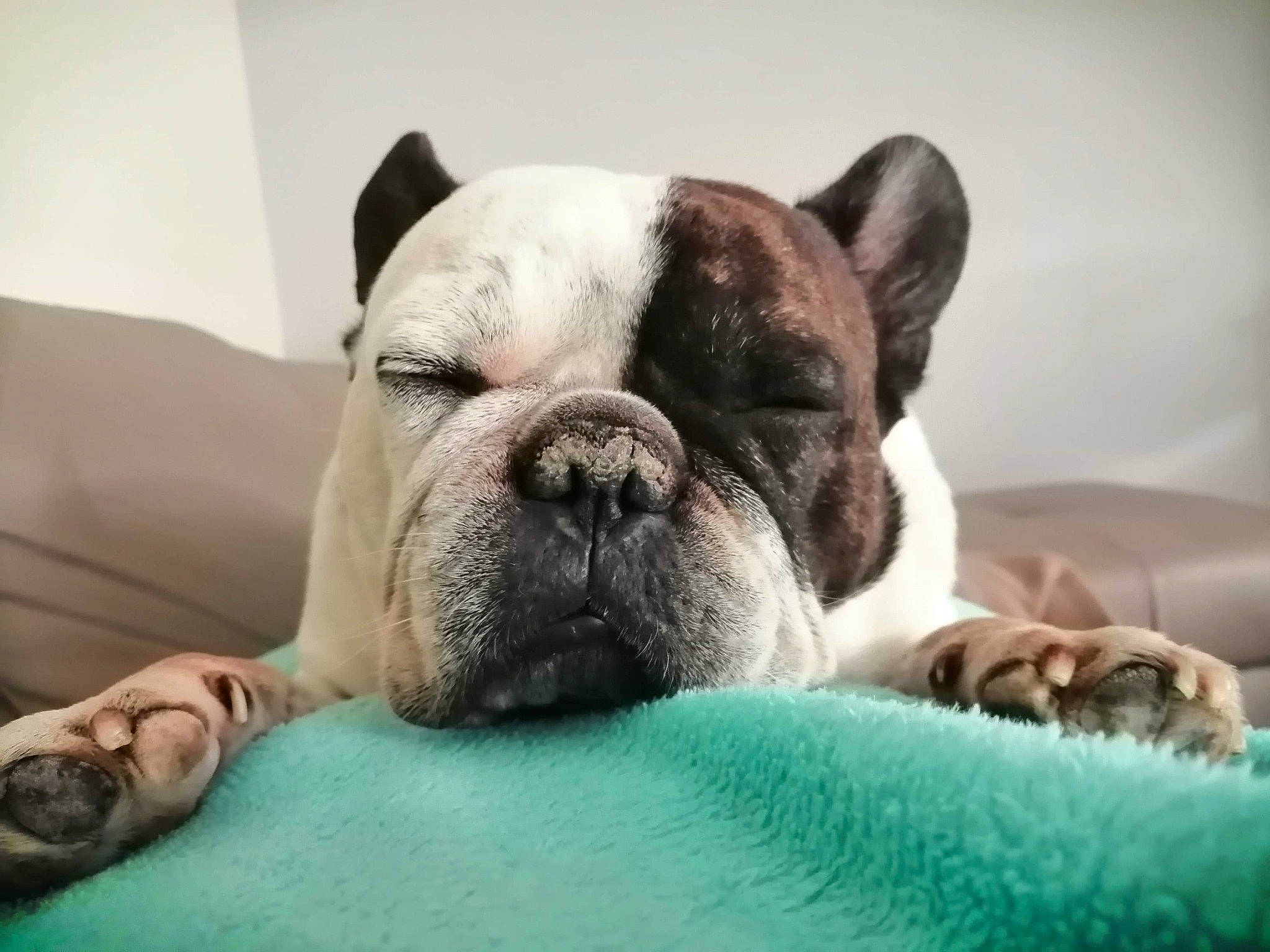 Jasko a rejoint le concours — aidez-le/la à gagner de superbes lots ! bulldog, canidae, carnivore, comfort, companion_dog, dog, dog_breed, fawn, french_bulldog, molosser, nap, non_sporting_group, puppy, snout, sporting_group, terrestrial_animal, toy_dog, whiskers, working_animal, wrinkle