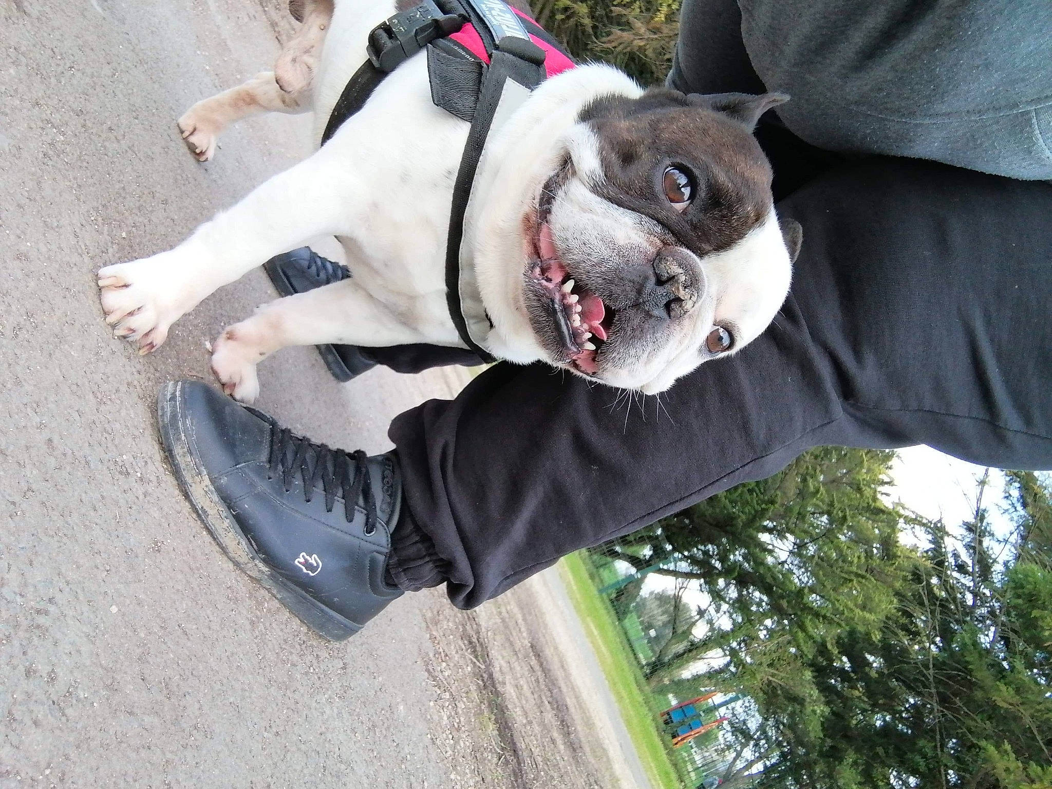 Jasko participe au concours pour gagner de l'argent avec cette photo : carmine, carnivore, collar, companion_dog, dog, dog_breed, dog_clothes, dog_collar, dog_supply, fur, grass, hand, leash, pattern, street_fashion, toy, tree, vertebrate, white, working_animal