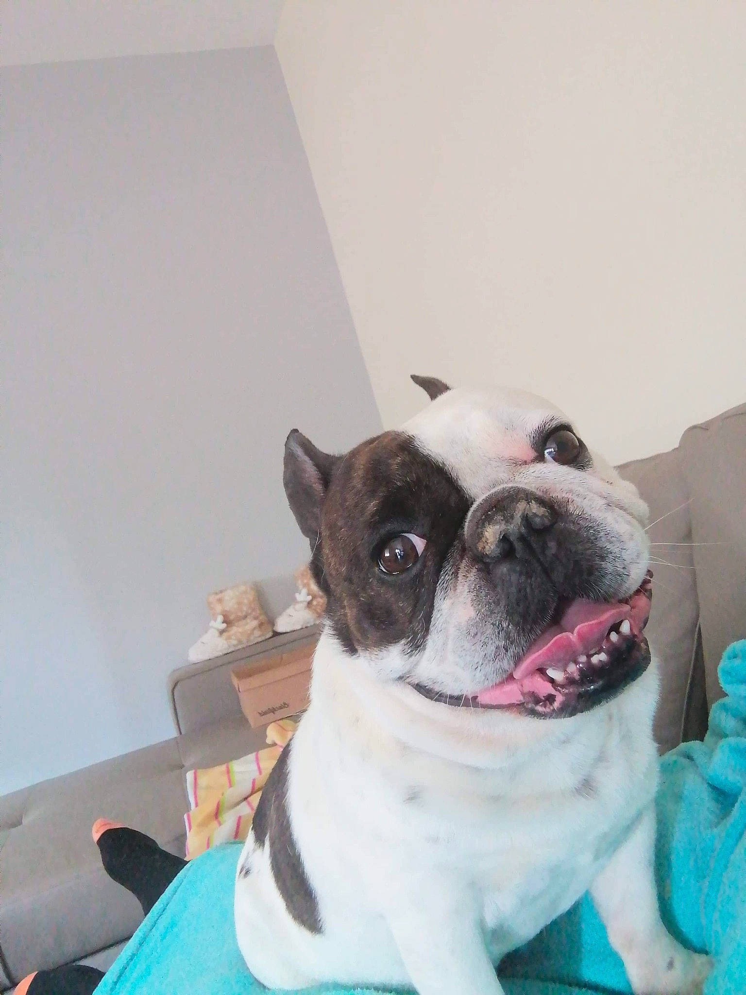 Jasko participe au concours pour gagner de l'argent avec cette photo : boston_terrier, bulldog, canidae, carnivore, collar, comfort, companion_dog, dog, dog_breed, fawn, flooring, french_bulldog, fur, molosser, plant, sporting_group, terrestrial_animal, toy_dog, whiskers, working_animal