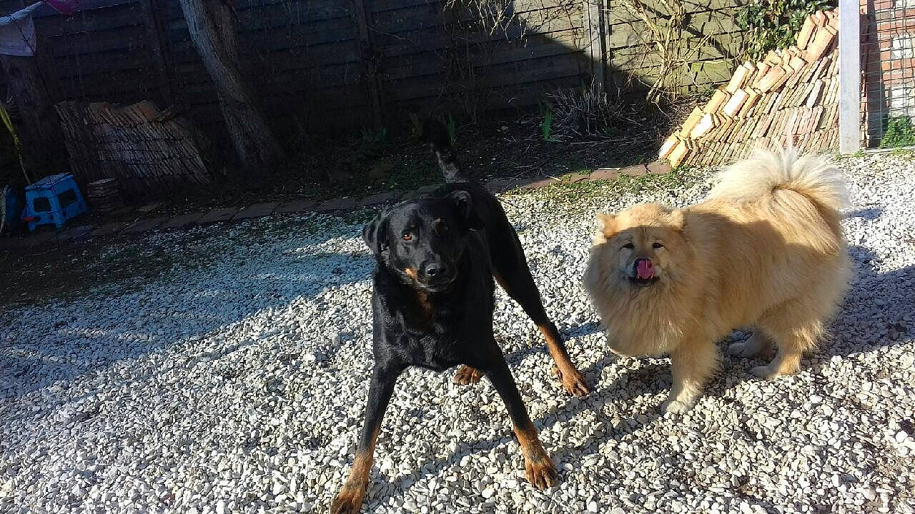 Indya a rejoint le concours — aidez-le/la à gagner de superbes lots ! canidae, carnivore, companion_dog, dog, dog_breed, fawn, fur, garden_hose, grass, gun_dog, landscape, leash, pet_supply, plant, road_surface, soil, sporting_group, tail, working_animal, working_dog