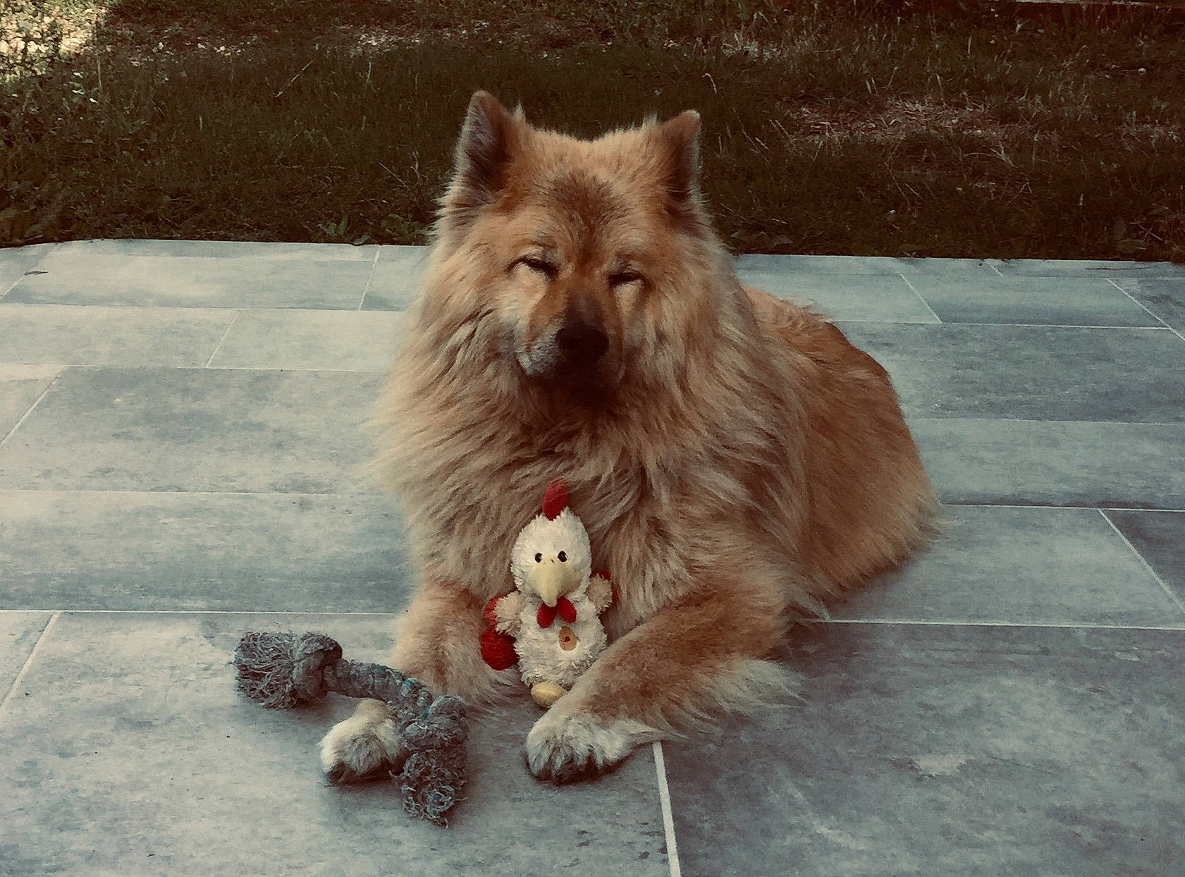 Indya a rejoint le concours — aidez-le/la à gagner de superbes lots ! big_cats, carnivore, companion_dog, dog_breed, fang, fawn, felidae, fur, german_spitz, lion, liver, paw, road_surface, small_to_medium_sized_cats, snout, spitz, tail, terrestrial_animal, whiskers, working_animal