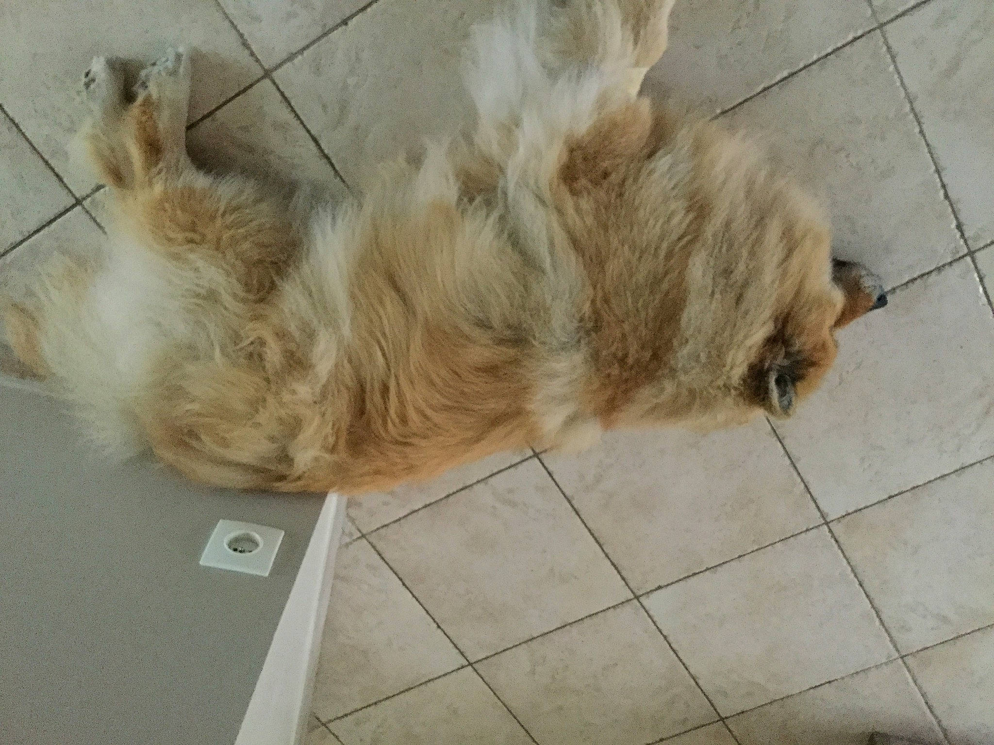 Indya a rejoint le concours — aidez-le/la à gagner de superbes lots ! canidae, carnivore, claw, companion_dog, dog, dog_breed, fawn, felidae, flooring, fur, hardwood, paw, small_to_medium_sized_cats, snout, sporting_group, tail, terrestrial_animal, terrier, tile_flooring, whiskers