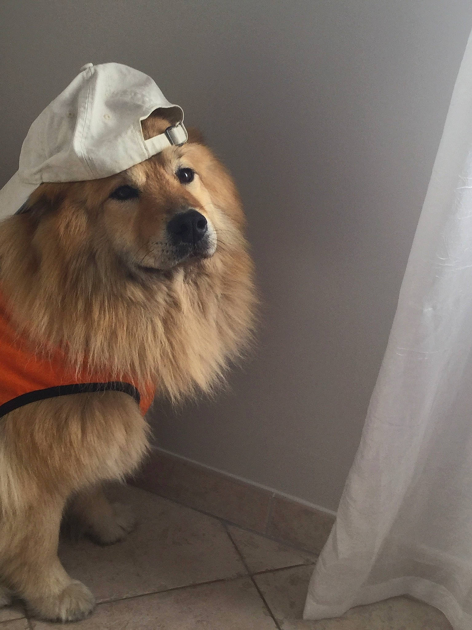 Indya a rejoint le concours — aidez-le/la à gagner de superbes lots ! canidae, carnivore, companion_dog, dog, dog_breed, dog_supply, facial_hair, fang, fawn, flooring, fur, hat, leash, pet_supply, smile, snout, sporting_group, sunglasses, whiskers, working_animal