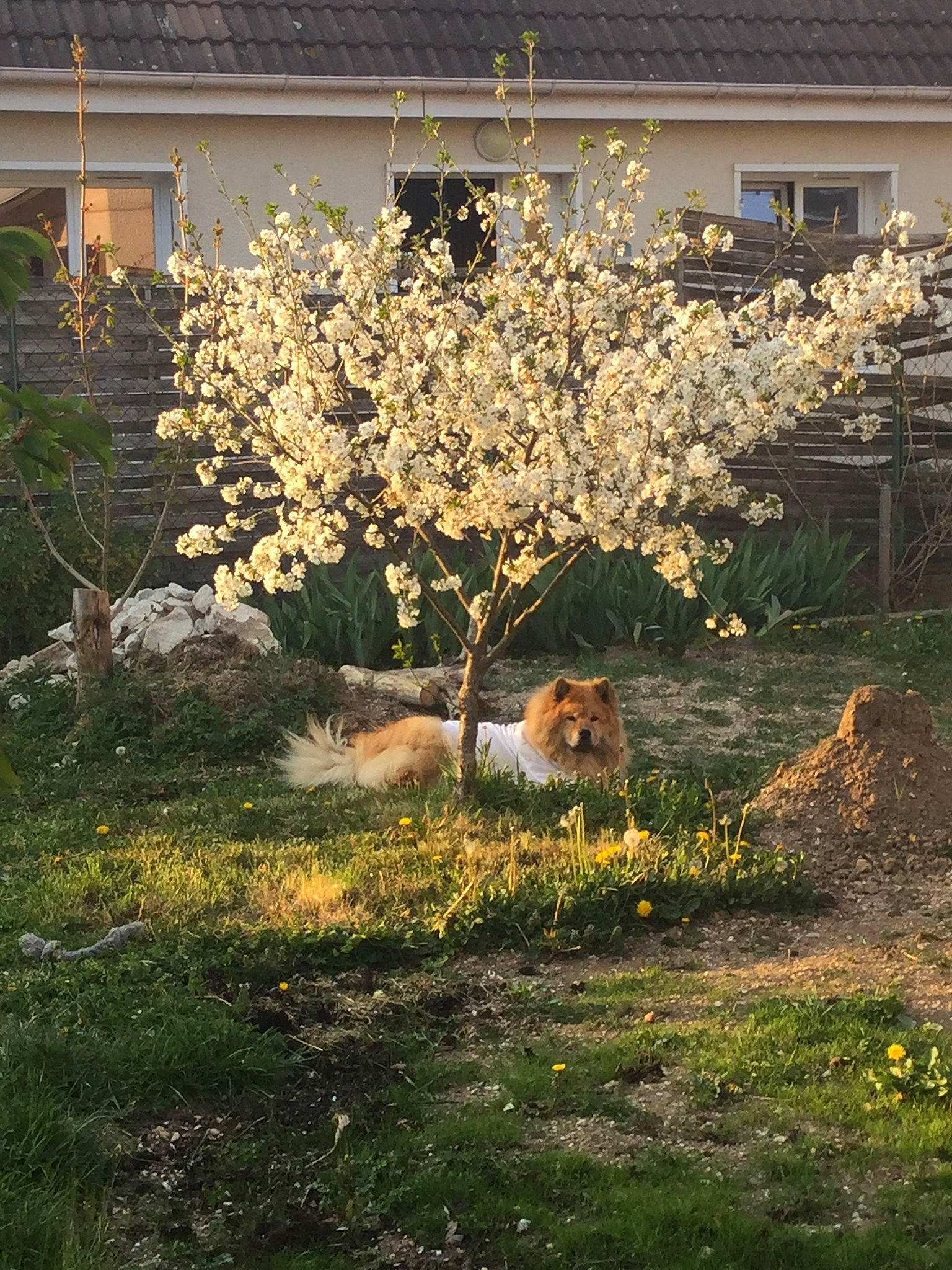 Indya participe au concours pour gagner de l'argent avec cette photo : blossom, building, door, felidae, flower, garden, grass, groundcover, house, landscape, landscaping, lawn, plant, road_surface, rock, shrub, tints_and_shades, tree, twig, window