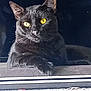 alert, animal, black_cat, cat, close_up, cute, dark_background, feline, fur, indoor, looking, mammal, paw, pet, portrait, relaxed, resting, whiskers, window_ledge, yellow_eyes