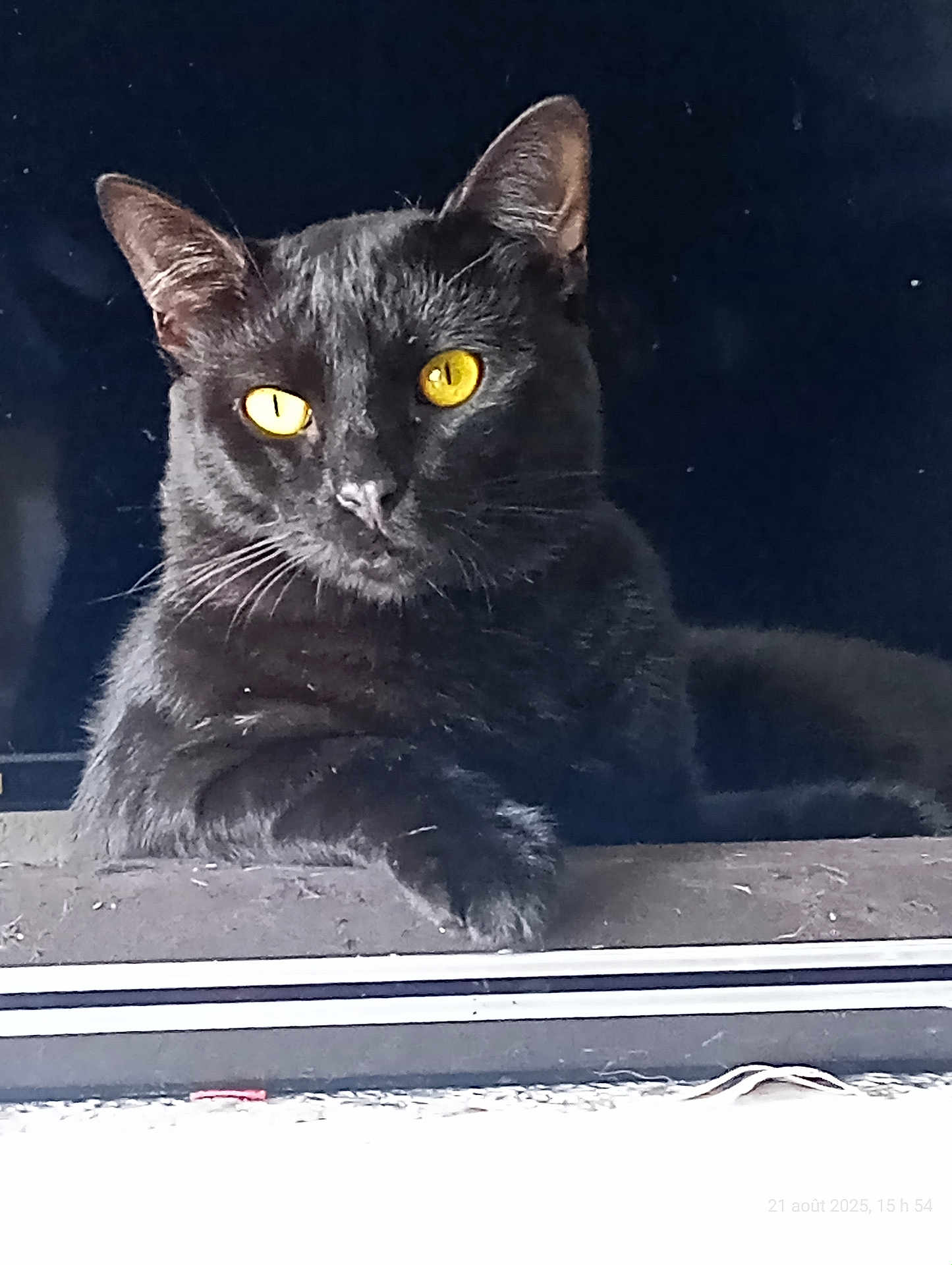 Pacha a rejoint le concours — aidez-le/la à gagner de superbes lots ! black_cat, cat, yellow_eyes, animal, pet, feline, paw, resting, portrait, indoor, close_up, whiskers, fur, looking, dark_background, cute, alert, relaxed, mammal, window_ledge