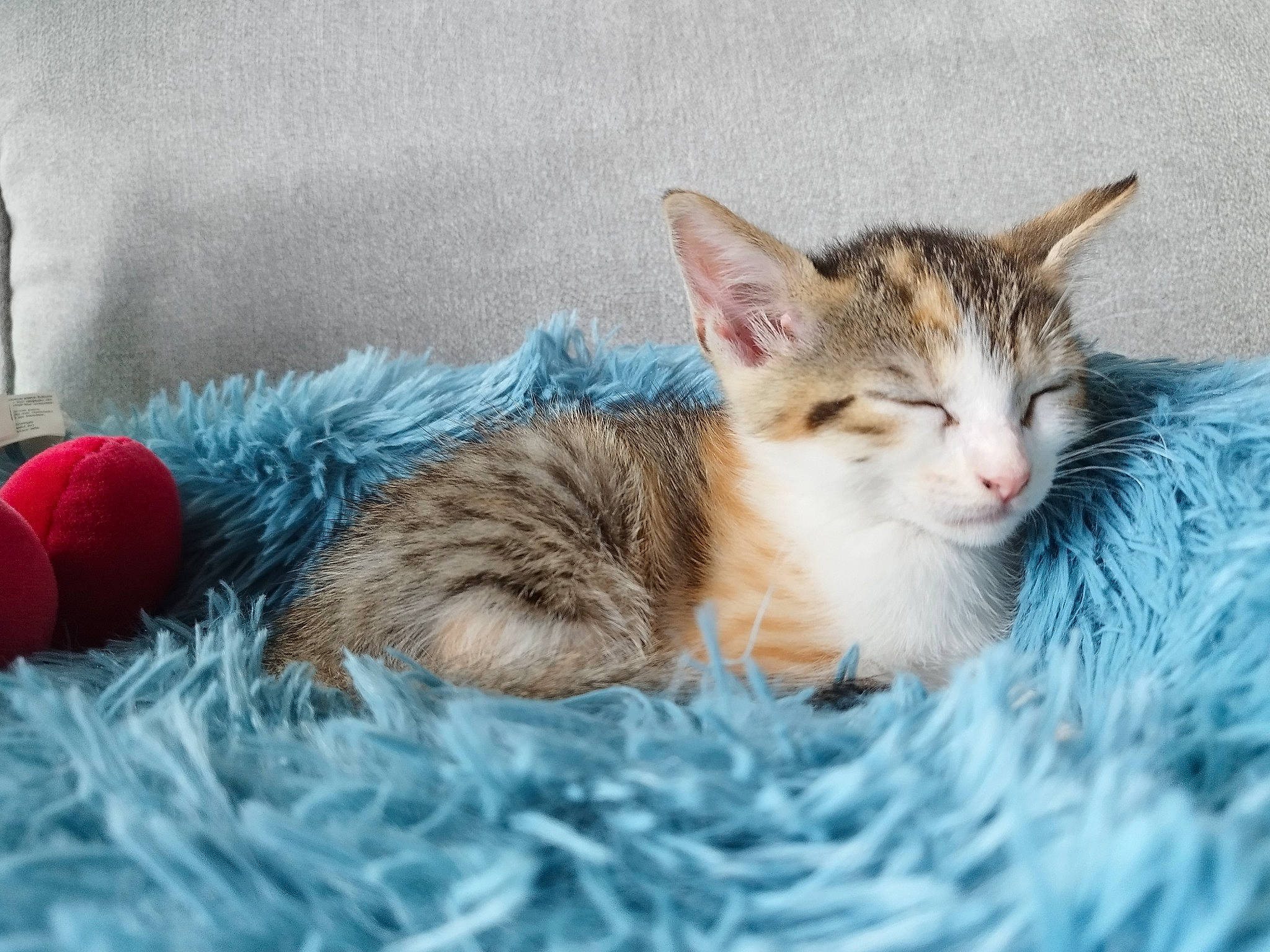 Titouille a rejoint le concours — aidez-le/la à gagner de superbes lots ! art, carnivore, cat, claw, comfort, domestic_short_haired_cat, fawn, felidae, fur, grass, paw, sitting, small_to_medium_sized_cats, snout, tail, tree, water, whiskers, wildlife, wood