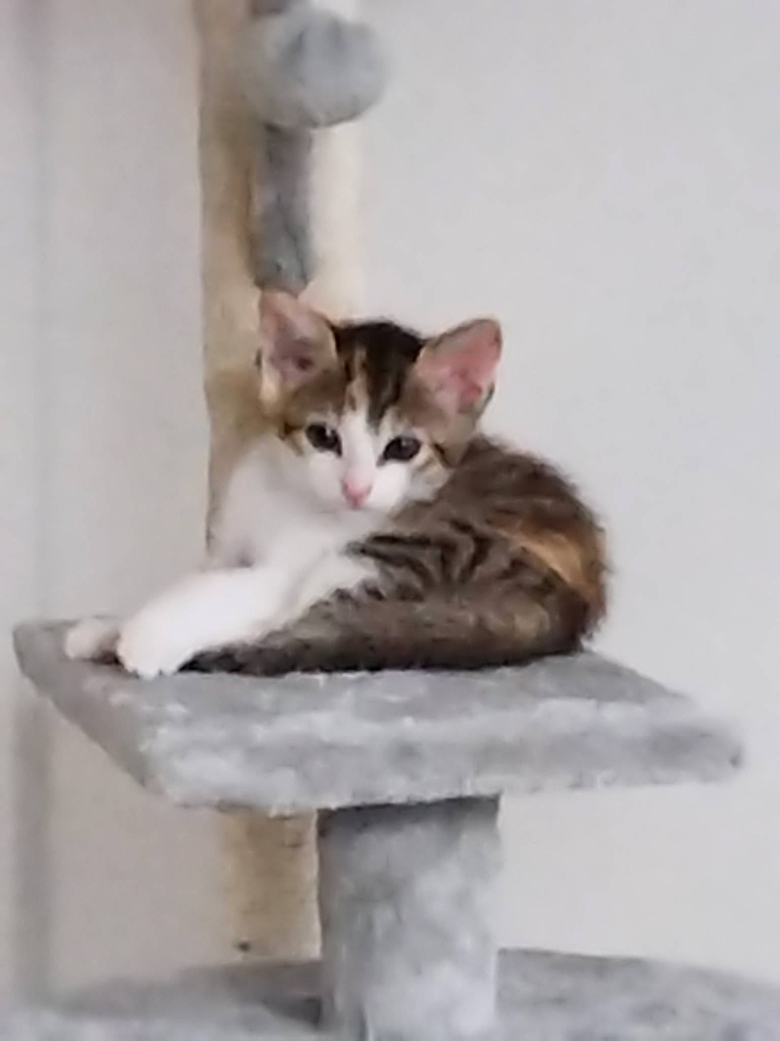 Titouille a rejoint le concours — aidez-le/la à gagner de superbes lots ! carnivore, cat, cat_supply, comfort, domestic_short_haired_cat, felidae, fur, paw, pet_supply, photo_caption, room, sitting, small_to_medium_sized_cats, tail, whiskers, wood