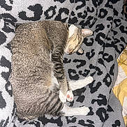 Lucky joined the competition — help win amazing prizes! cat, tabby, sleeping, curled_up, blanket, leopard_print, gray, black, white_paws, indoor, pet, cozy, resting, fur, animal, cute, domestic_cat, nap, soft, relaxed