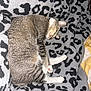 cat, tabby, sleeping, curled_up, blanket, leopard_print, gray, black, white_paws, indoor, pet, cozy, resting, fur, animal, cute, domestic_cat, nap, soft, relaxed