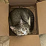 cat, tabby_cat, cardboard_box, pet, animal, feline, curious, floor, tiles, indoor, cozy, looking_up, whiskers, ears, fur, cute, domestic_cat, resting, small_space, curled_up