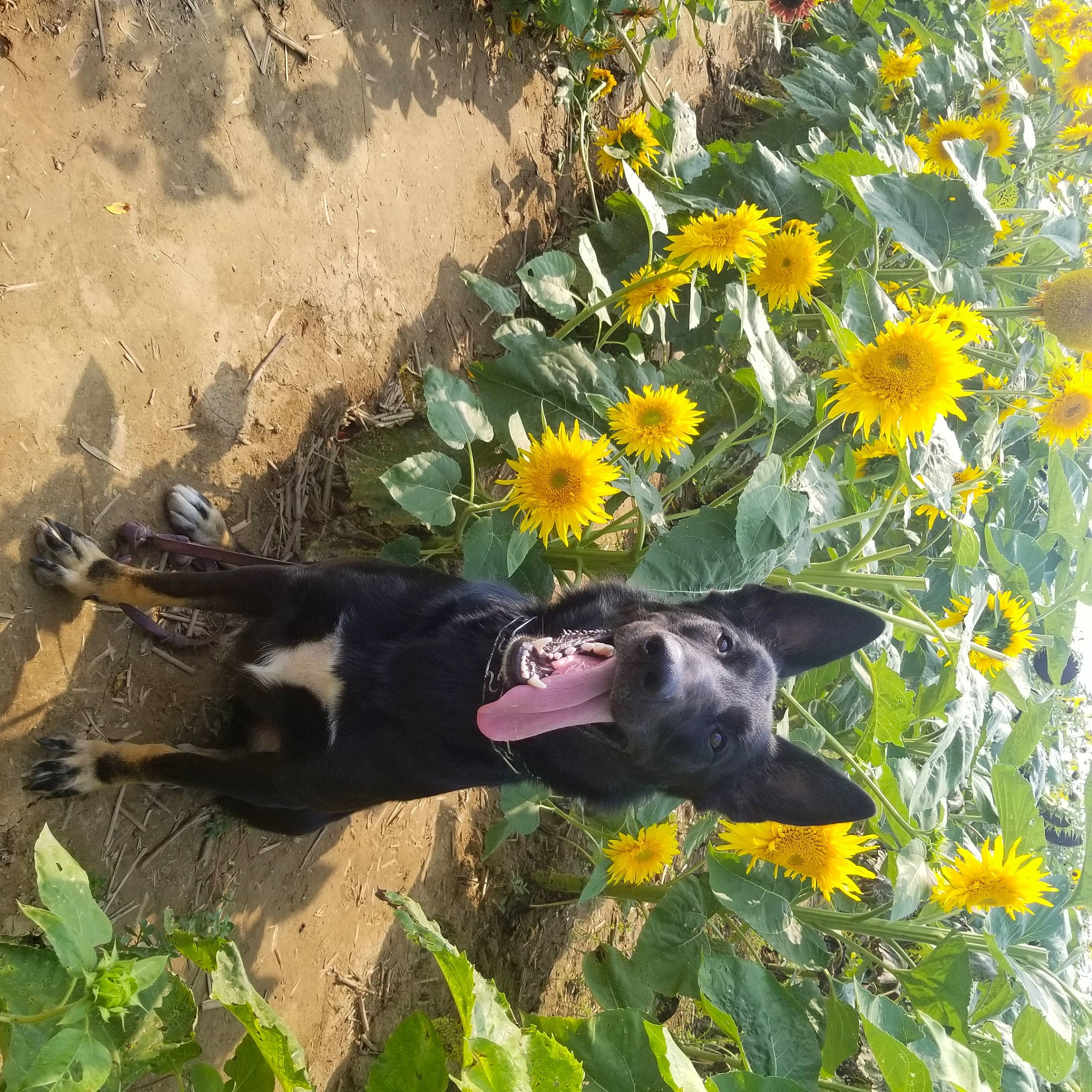Keefer joined the competition — help win amazing prizes! annual_plant, botany, carnivore, dog, dog_breed, flower, flowering_plant, grass, groundcover, herbaceous_plant, landscape, petal, plant, prairie, sporting_group, sunflower, tail, terrestrial_animal, wildflower, working_animal