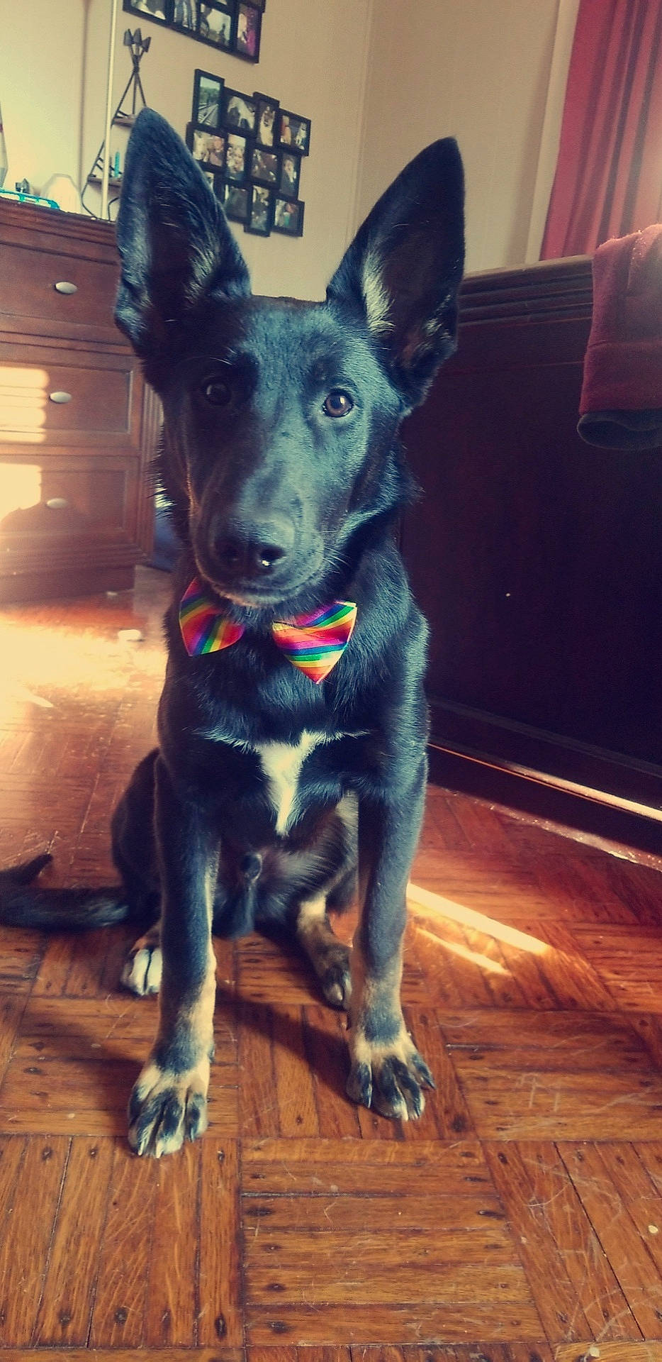 Keefer is registered to the contest to win money with this photo: cabinetry, canidae, carnivore, collar, companion_dog, dog, dog_breed, dog_collar, electric_blue, floor, flooring, fur, guard_dog, hardwood, snout, sporting_group, tail, whiskers, wood, working_animal