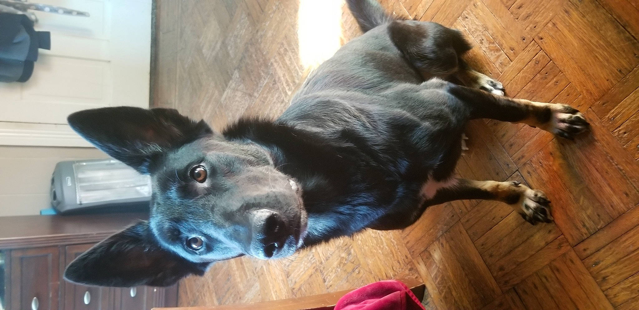 Keefer is registered to the contest to win money with this photo: borador, canidae, carnivore, companion_dog, dog, dog_breed, dog_supply, ear, fawn, flooring, fur, guard_dog, liver, pet_supply, snout, sporting_group, tail, whiskers, wood, working_animal