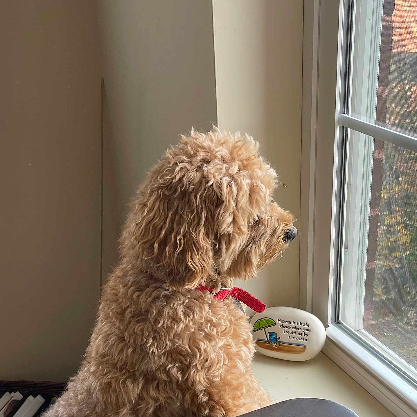 Lucy is registered to the contest to win money with this photo: animal, baywindow, canine, cockerspaniel, dog, indoors, interiordesign, person, pet, poodle, puppy, sitting, terrier, toy, whitedog, window, windowsill