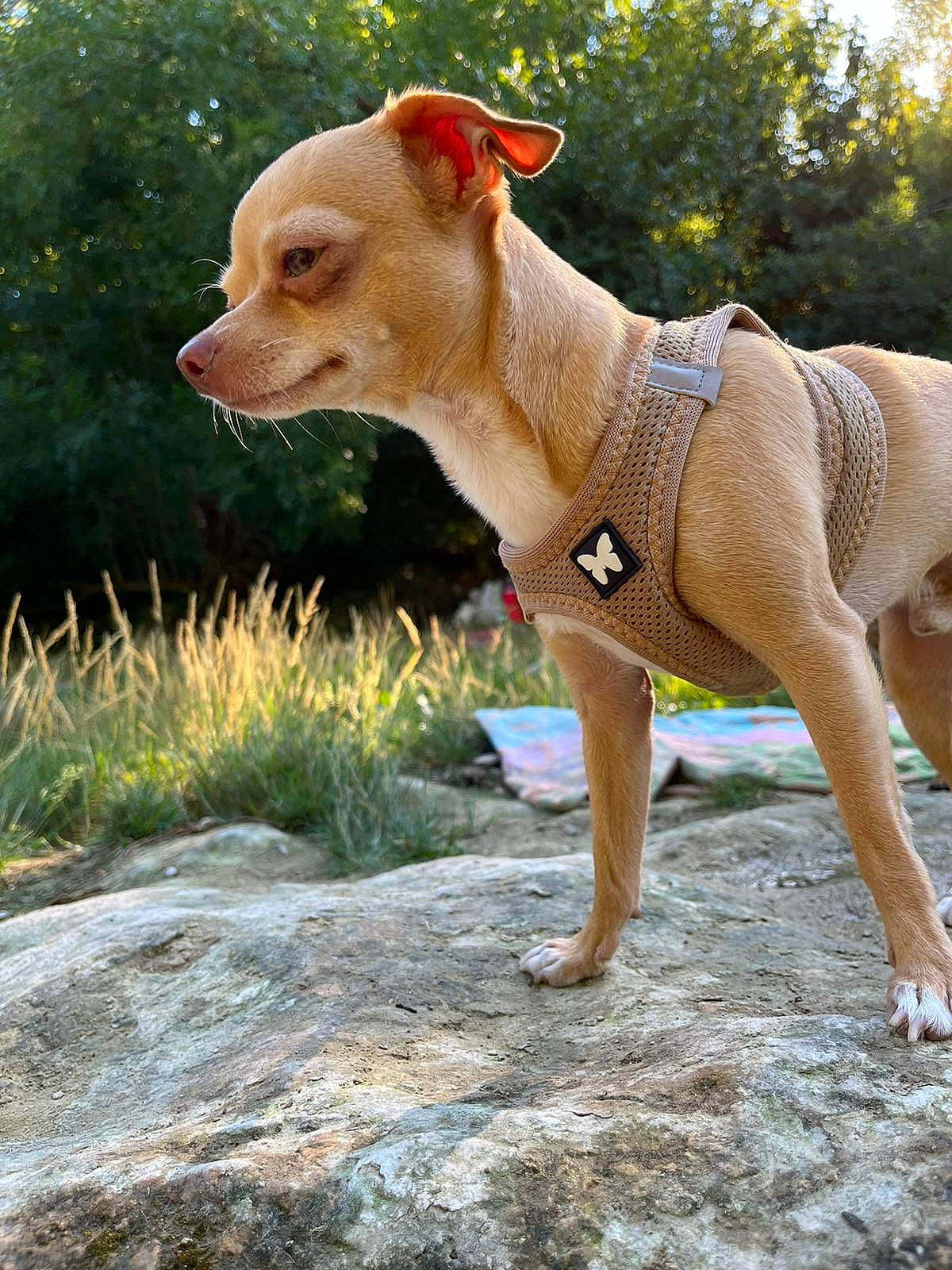 Ricci participe au concours pour gagner de l'argent avec cette photo : canidae, carnivore, collar, companion_dog, dog, dog_breed, dog_clothes, dog_collar, dog_supply, fawn, grass, plant, snout, sporting_group, summer, tail, terrestrial_animal, tree, wood, working_animal